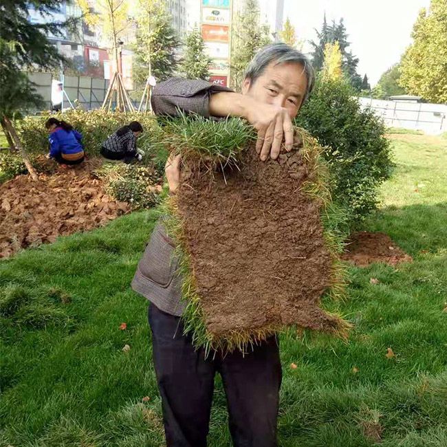 廠區綠化施工設計及養護