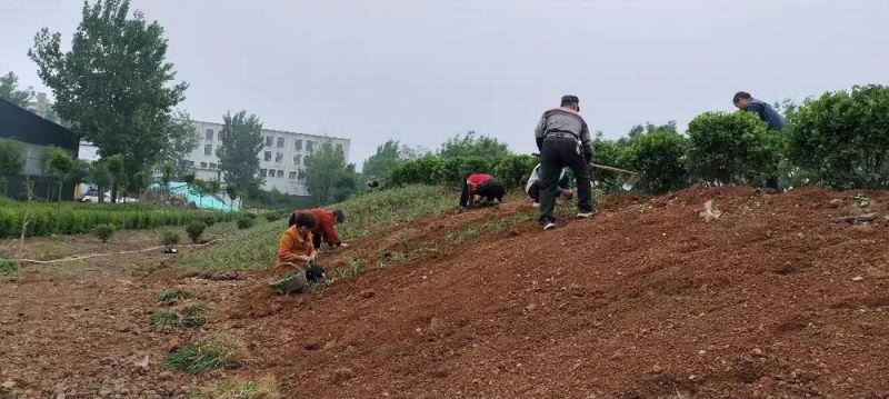 廠區綠化施工設計及養護