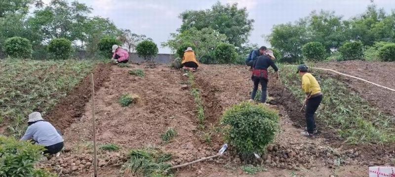 廠區綠化施工設計及養護