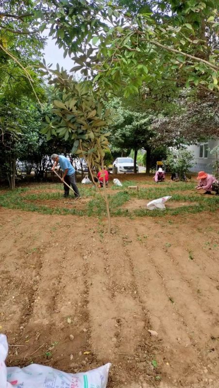 廠區草坪綠化養護