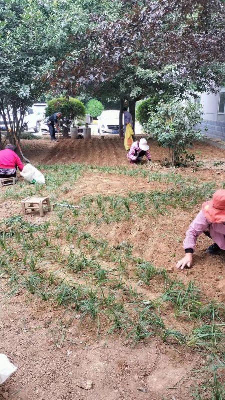 廠區草坪綠化展示